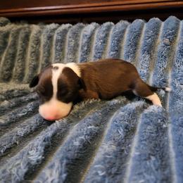 Seal Boy - Seal male Italian Greyhound puppy in Snohomish, Washington from Divine Italian Greyhounds