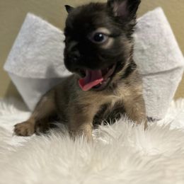 CoCo - French Bulldog puppy in San Francisco, California from Bossalini French Bulldogs