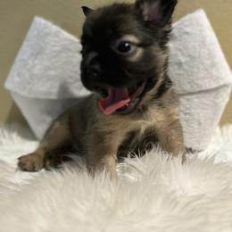 CoCo - French Bulldog puppy in San Francisco, California from Bossalini French Bulldogs