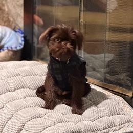 Brussels Griffon and French Bulldog All Grown Up from Team Grubb Frenchies / Grubb's Grumpy Griffs
