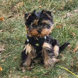 Yorkshire Terrier Puppies from Yorkie Puppies Redwood Ranch Chicago