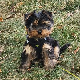 Yorkshire Terrier Puppies from Yorkie Puppies Redwood Ranch Chicago
