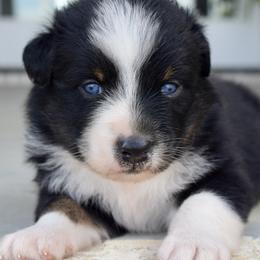 River - Black tri-color male Australian Shepherd puppy in Lyons, Georgia from Canyon South Aussies