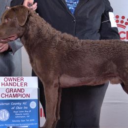 Chesapeake Bay Retrievers and Golden Retrievers from Echo Valley Kennels