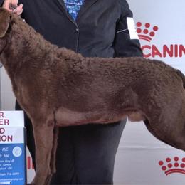 Chesapeake Bay Retrievers and Golden Retrievers from Echo Valley Kennels