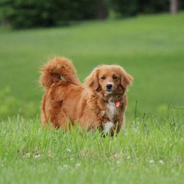 Katrina - Goldendoodle