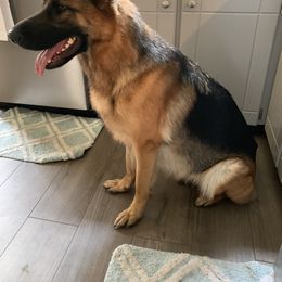 German Shepherd All Grown Up from Angel Oak German Shepherds