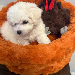 Girl 1 - White and buff female Bichon Frise puppy in Greensboro, North Carolina from Luna Llena Bichons