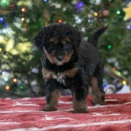 Kilimanjaro - Phantom female Bernedoodle puppy in Eureka, Illinois from Joley Aire Family Dogs
