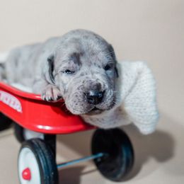 Great Dane Puppies from Blue Mountain Great Danes LLC