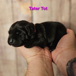 Tater Tot - Black female Labrador Retriever puppy in Louisville, Kentucky from Tsuki Labradors