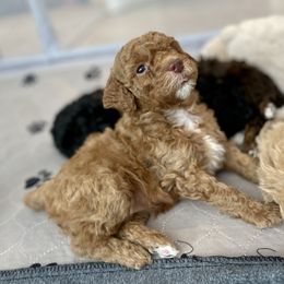 Poodle Puppies from Grandy’s Pretty Poodles