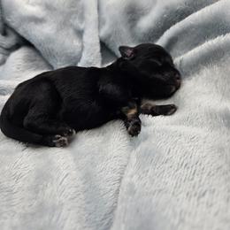 Samar - Black and silver female Miniature Schnauzer puppy in Crosby, Texas from Raisin' the Woof Schnauzers