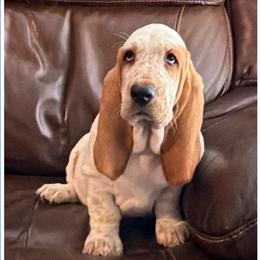 Light Blue collar Male - Lemon and white male Basset Hound puppy in Columbia, South Carolina from Pawmetto Hounds