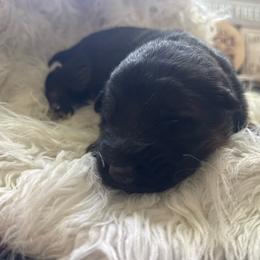 Green collar - Black and red male German Shepherd puppy in London, Ohio from Rose Trail Siberian’s