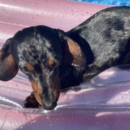 Piper - Dachshund