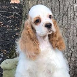 Cocker Spaniels from Silhouette Cocker Spaniels