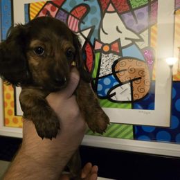 Dachshund puppies from Pearson's Dachshunds