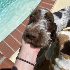 Boy 1 - Brown roan Spinone Italiano puppy in Nacogdoches, Texas from Millers Point Versatile Gun Dogs