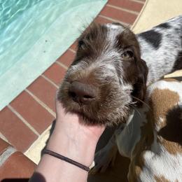 Boy 1 - Brown roan Spinone Italiano puppy in Nacogdoches, Texas from Millers Point Versatile Gun Dogs