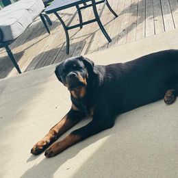 Rottweiler Puppies from HAUS OF RZA