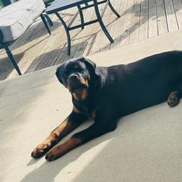 Rottweiler Puppies from HAUS OF RZA
