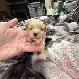Miniature Schnauzer Puppies from Kalee-Rose Miniature Schnauzers
