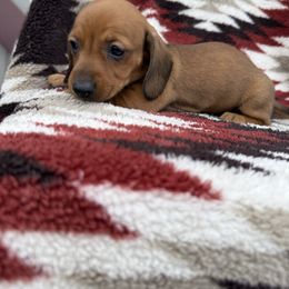 Girl No Collar - Red female Dachshund puppy in Warsaw, Ohio from Mohawk Creek Dachshunds