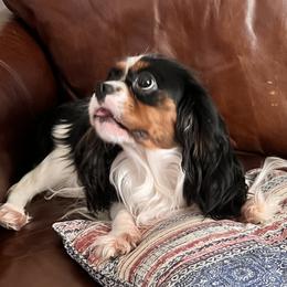 Willow - Cavalier King Charles Spaniel