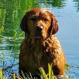 Labrador Retrievers from Thorner's Redline Labradors