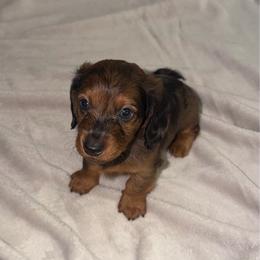 Rome - Dapple male Dachshund puppy in El Mirage, Arizona from Topstar Doxies