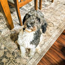Tesla - Parti female Goldendoodle puppy in Forest, Ohio from Mini Doodle Buddies