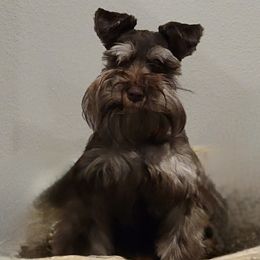Bergara - Miniature Schnauzer