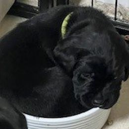 Girl 1 - Labrador Retriever puppy from Horseman Hilltop Labradors and Jodee's Frenchies