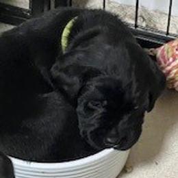 Girl 1 - Labrador Retriever puppy from Horseman Hilltop Labradors and Jodee's Frenchies