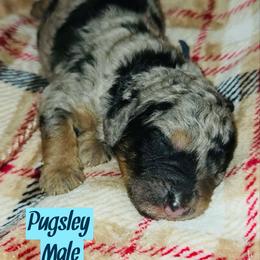 Pugsley - Merle male Bernedoodle puppy in Beecher, Illinois from Erica’s Doodles