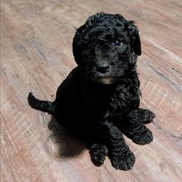 Bellatrix - Black female Sheepadoodle puppy in Austin, Texas from Darling Doodles