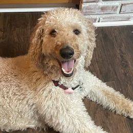 Goldendoodles from Summer Time Doodles