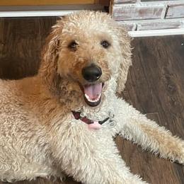 Goldendoodles from Summer Time Doodles