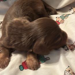 Gari - Chocolate and tan male Dachshund puppy in Argos, Indiana from TKO Doxies