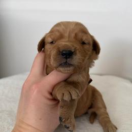 Female 3, Yellow - Golden female Golden Retriever puppy in Utah from Deseret Peak Goldens