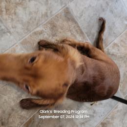 Dachshund Puppies from CLARK'S BREEDING PROGRAM