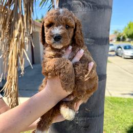 Black collar - Parti male Assorted Doodle Crosses puppy in Marysville, California from Dailey Doodles and Dachshunds