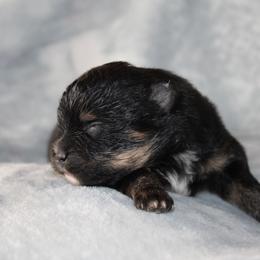 Blaze - Black and tan male Pomeranian puppy in San Marcos, Texas from Hill Country Poms