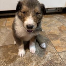 Howie - Sable and white male Collie puppy in Roanoke, West Virginia from Rustic ridge collies