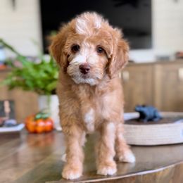Zero - Apricot male Goldendoodle puppy in St George, Utah from Doodle Bears of Southern Utah