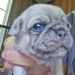 Lilac Merle Boy 2 with double blue eyes - Black male Pug puppy in Gadsden, Alabama from Carla's Pugs