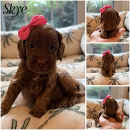 Skye - Red female Australian Labradoodle puppy in Summerfield, North Carolina from Four Oaks Labradoodles