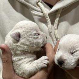 Iris - White female West Highland White Terrier puppy in Ridgeway, Virginia from Rivers Bend Westies