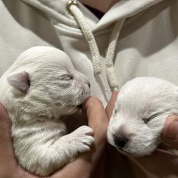 Iris - White female West Highland White Terrier puppy in Ridgeway, Virginia from Rivers Bend Westies